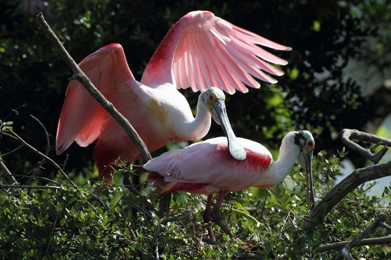Roseate Spoonbill High Island_2010_04_24_3719.JPG